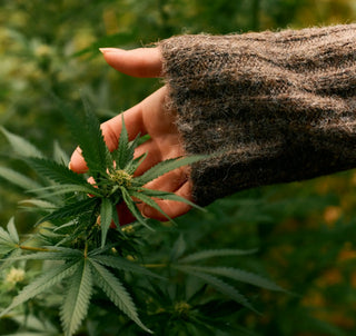 Trust Is the Product: Why Third-Party Lab Testing Matters in the Hemp Beverage Category